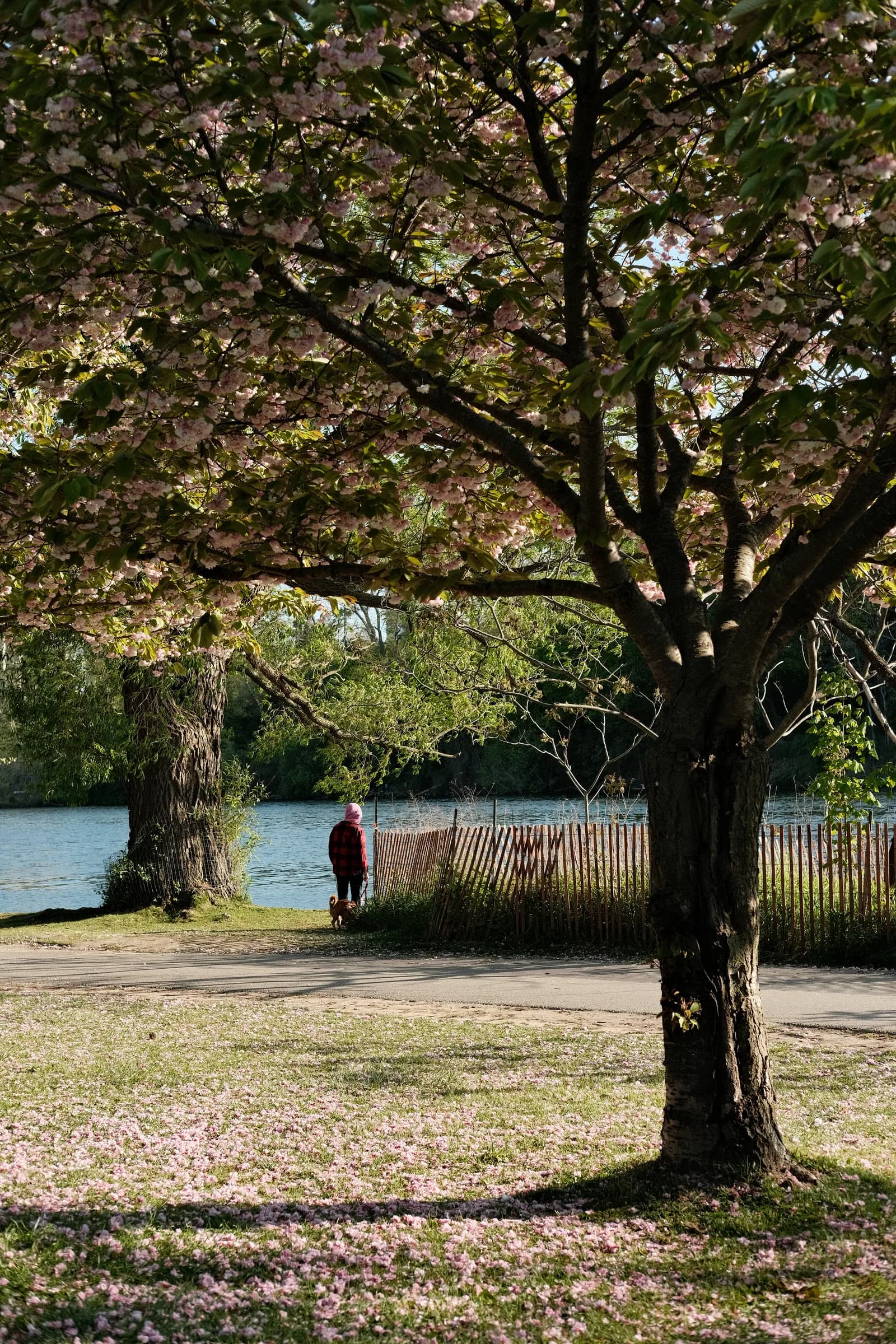 A tree beside the water
