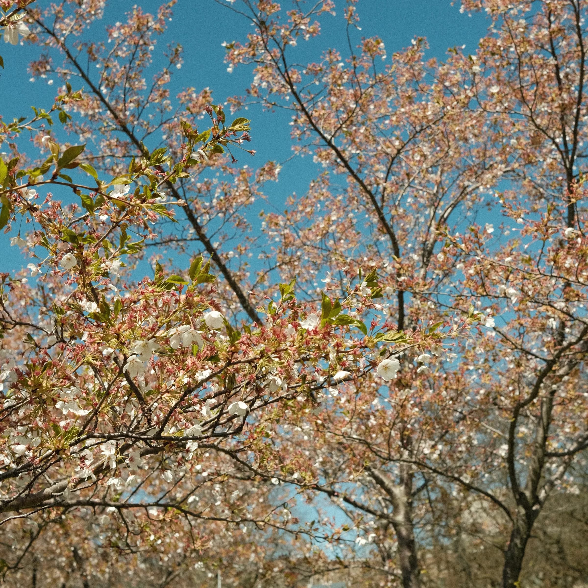 Blossoms against a blue sky